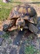 Sulcata : Female approx 22 years old (Fern)